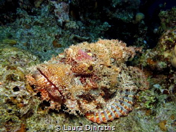 A big camouflaged flathead scorpionfish lies in ambush by Laura Dinraths 